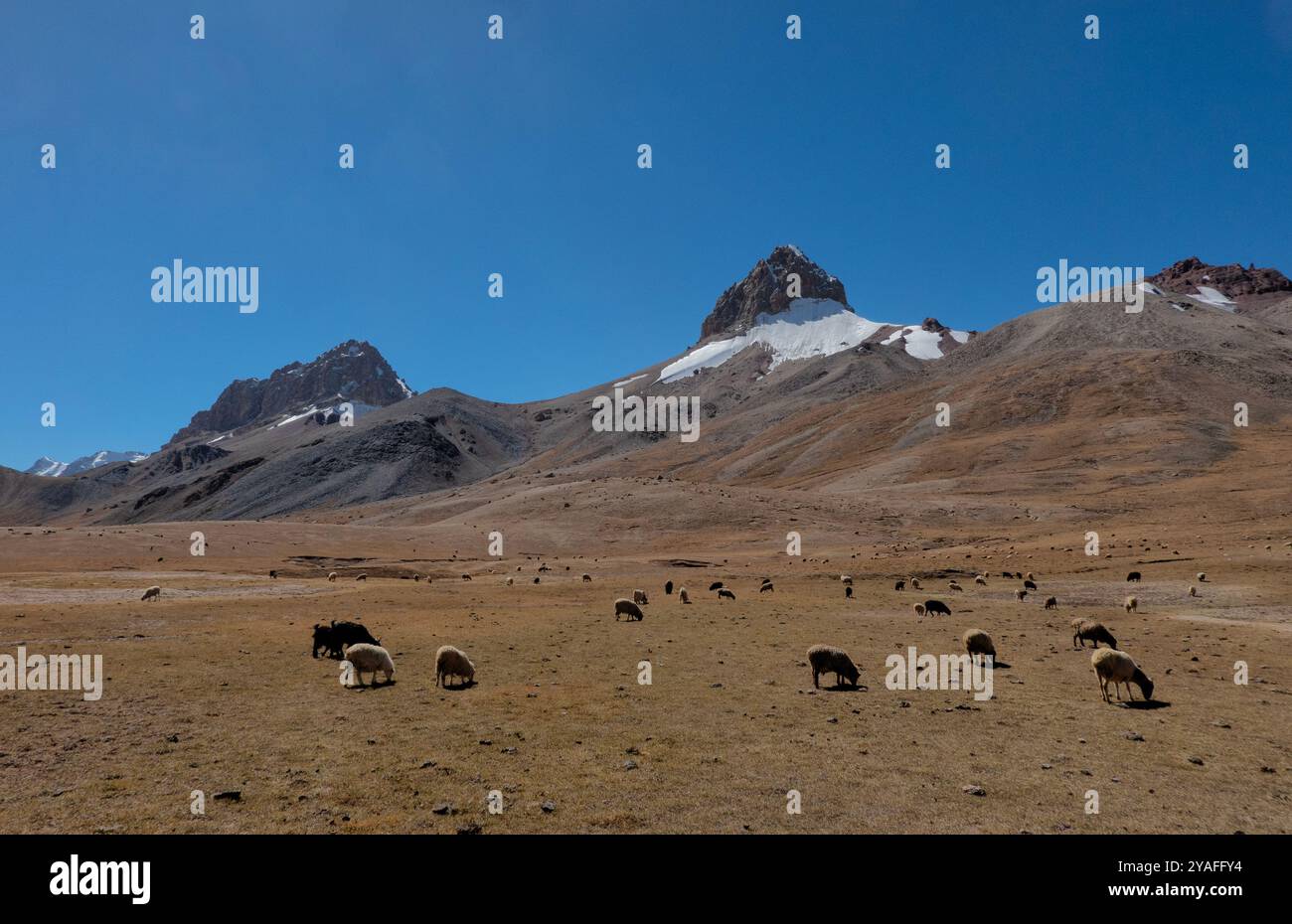 Bestiame che pascolano nelle alte praterie del passo Shimshal sotto Sher Peak, Shimshal, Gojal, Pakistan Foto Stock