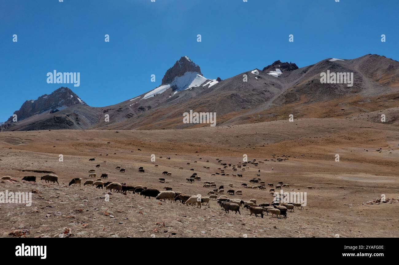Bestiame che pascolano nelle alte praterie del passo Shimshal sotto Sher Peak, Shimshal, Gojal, Pakistan Foto Stock