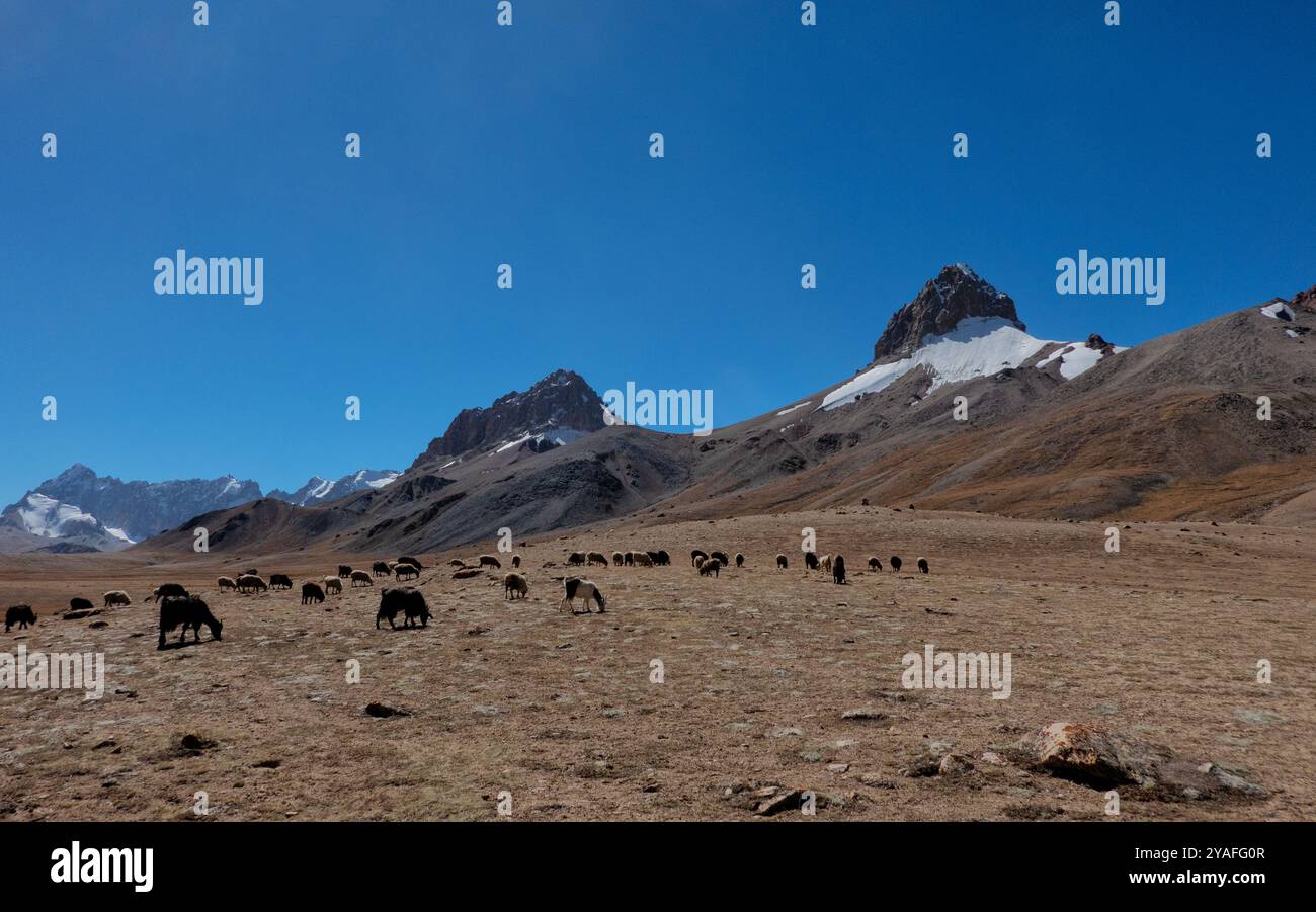Bestiame che pascolano nelle alte praterie del passo Shimshal sotto Sher Peak, Shimshal, Gojal, Pakistan Foto Stock