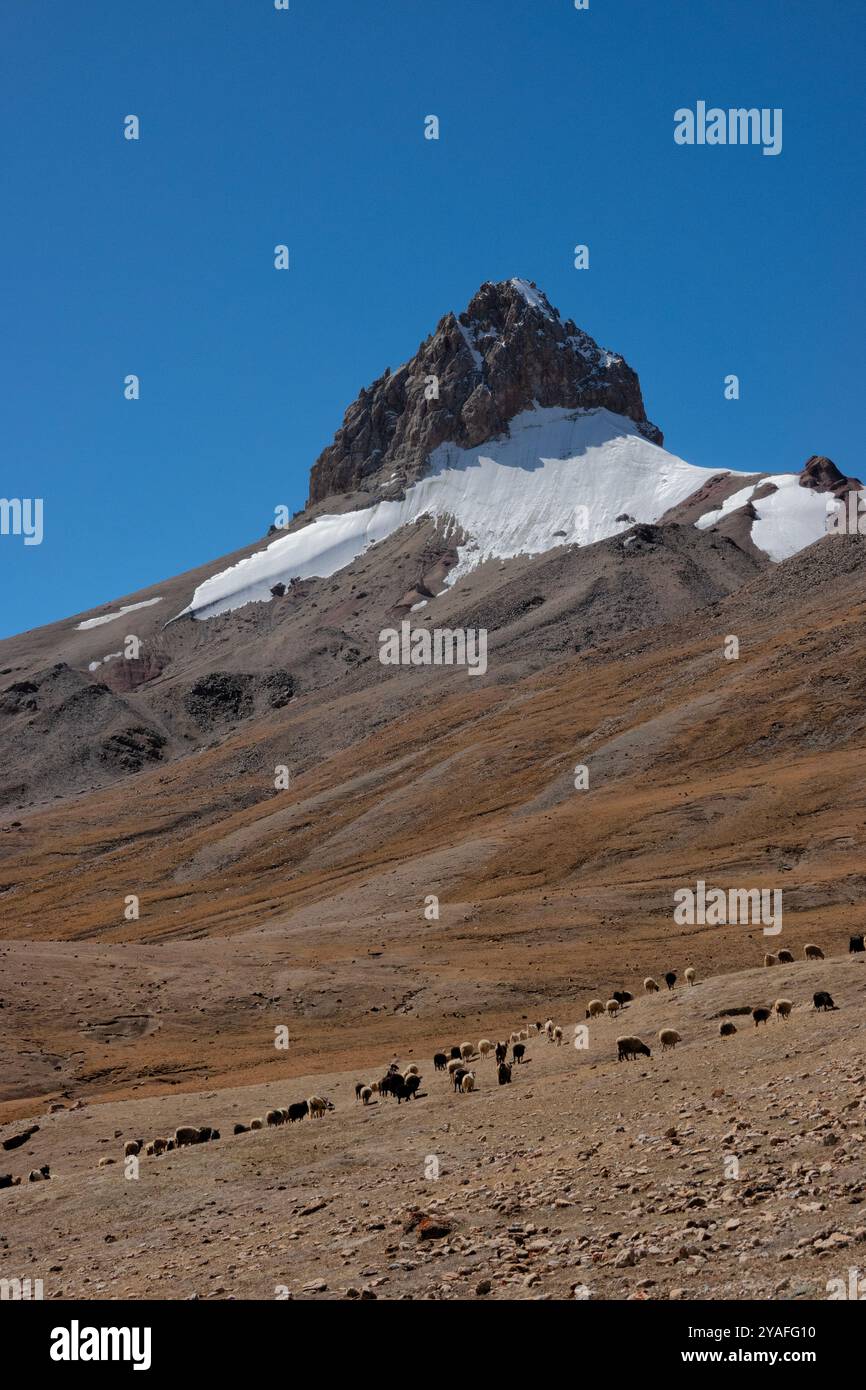 Bestiame che pascolano nelle alte praterie del passo Shimshal sotto Sher Peak, Shimshal, Gojal, Pakistan Foto Stock