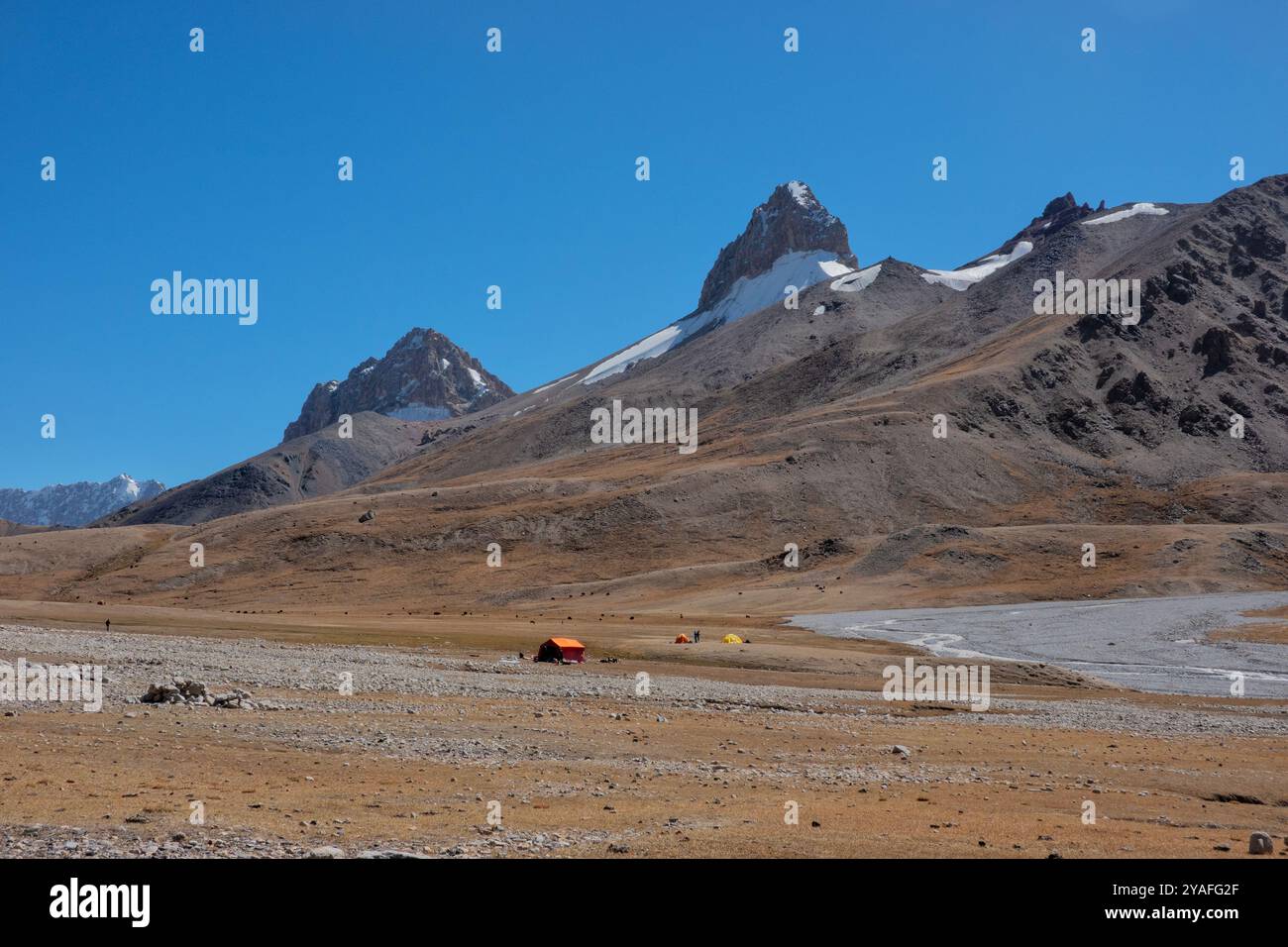 Bestiame che pascolano nelle alte praterie del passo Shimshal sotto Sher Peak, Shimshal, Gojal, Pakistan Foto Stock