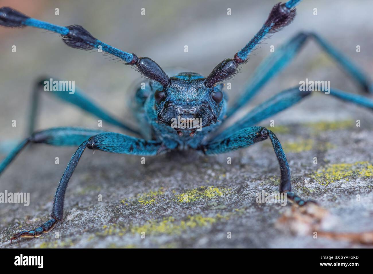 Rosalia alpina, Rosalia Longicorn, Alpenbock Foto Stock