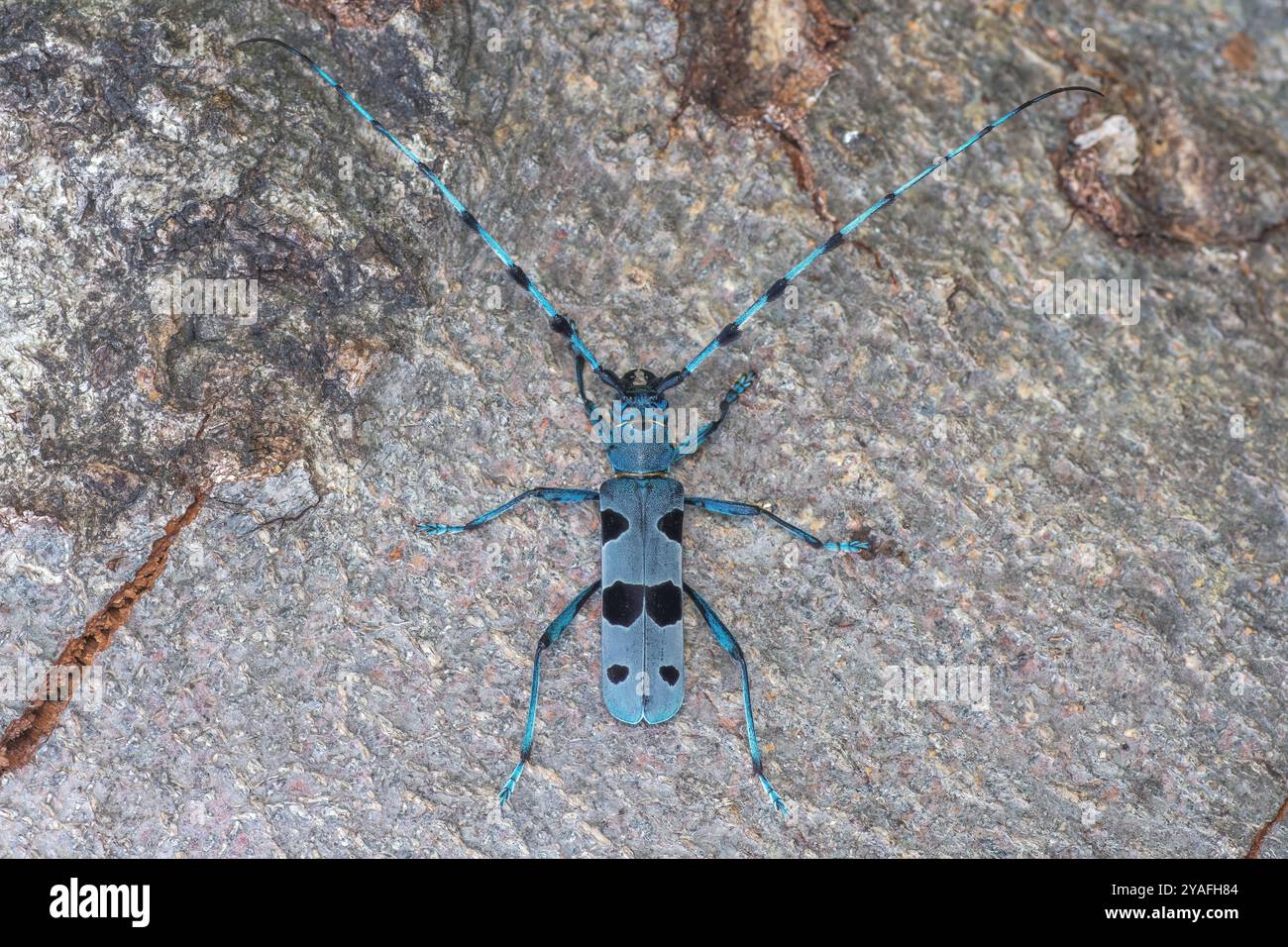 Rosalia alpina, Rosalia Longicorn, Alpenbock Foto Stock