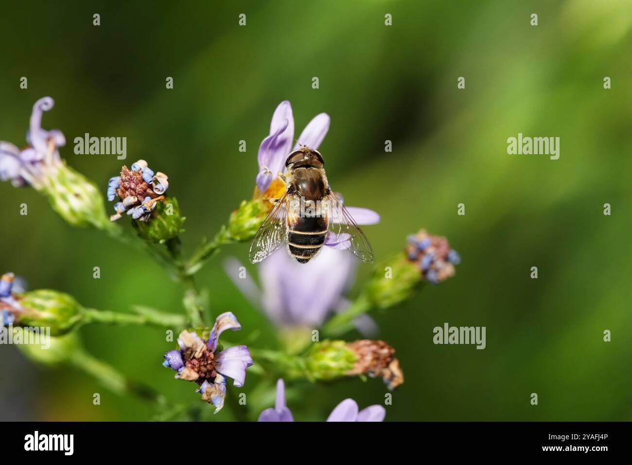 Il drone europeo vola (femminile) visitando Skyblue aster Foto Stock