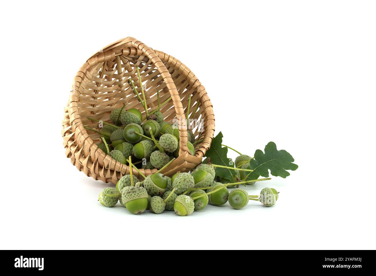 Cesto intrecciato traboccante di ghiande verdi e foglie di quercia, simboleggiando l'abbondanza naturale e i temi della raccolta autunnale. Foto Stock