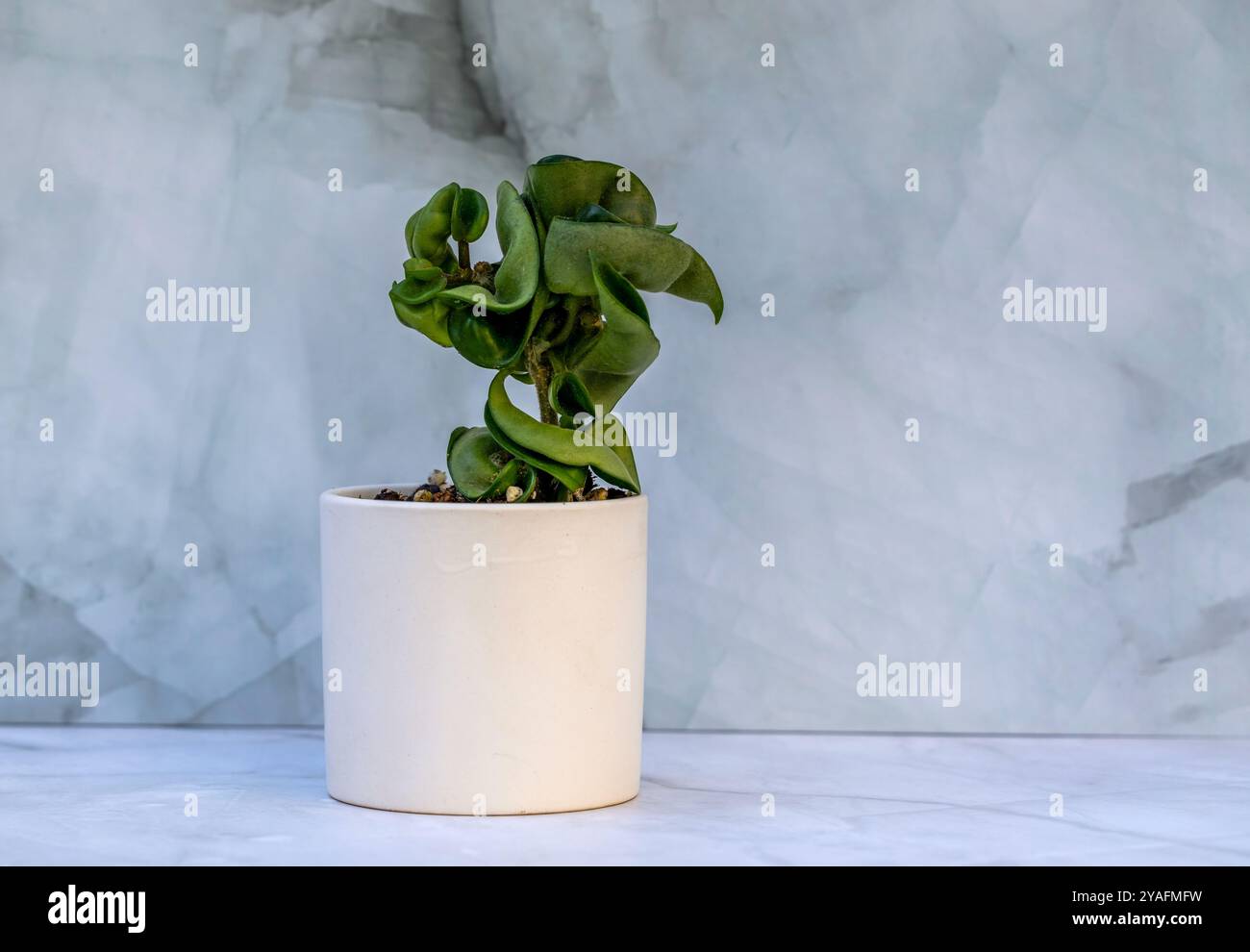 Hoya Hindu Rope o Hoya Carnosa Compacta nel vaso di ceramica bianca Foto Stock