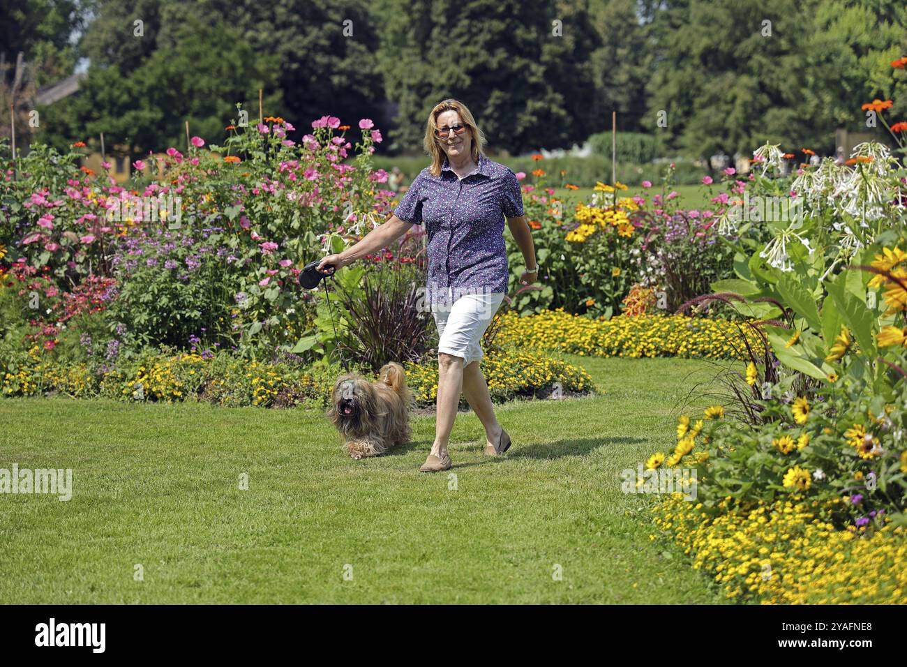 Una donna porta Lhasa Apso a fare una passeggiata nel parco Foto Stock