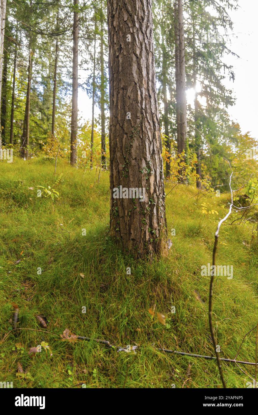 Primo piano di un tronco d'albero in una foresta illuminata dal sole con erba verde, lago di Brienz, Svizzera, Europa Foto Stock