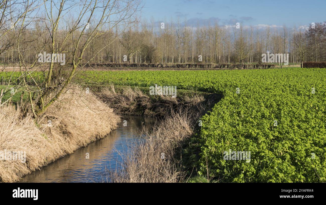 Ammira la terra arata dei campi di barbabietole da zucchero nel tardo inverno intorno a Hakendover e Zoutleeuw, Fiandre, Belgio, Europa Foto Stock