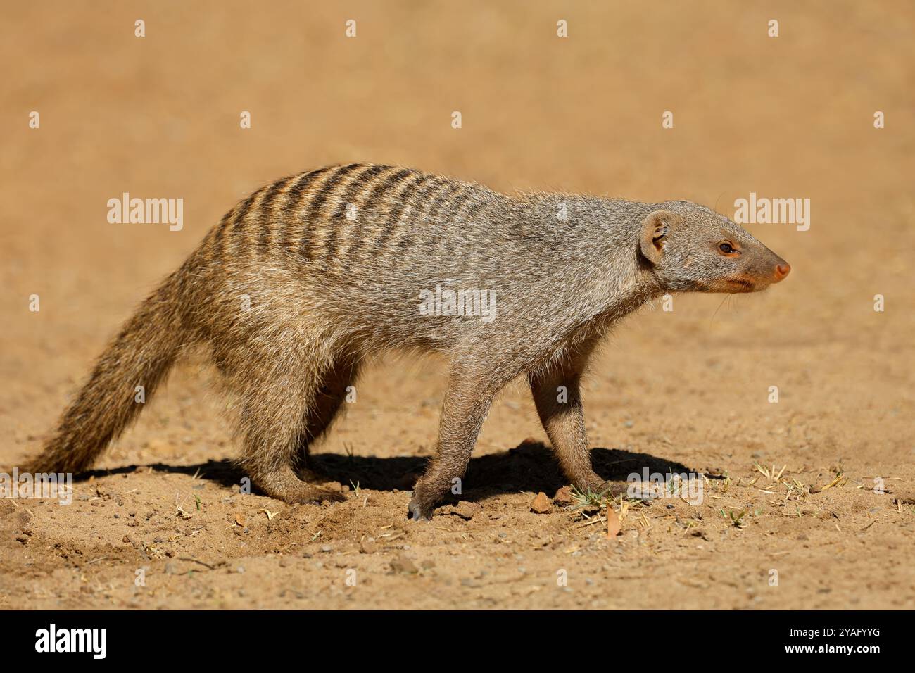 Una mangusta a banda (Mungos mungo) nell'habitat naturale, il Parco Nazionale del Chobe, Botswana Foto Stock