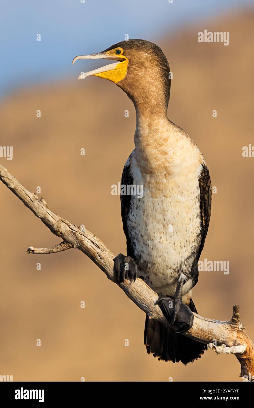 Un cormorano dal petto bianco (Phalacrocorax lucidus) su un ramo, il Parco Nazionale di Pilanesberg, Sudafrica Foto Stock
