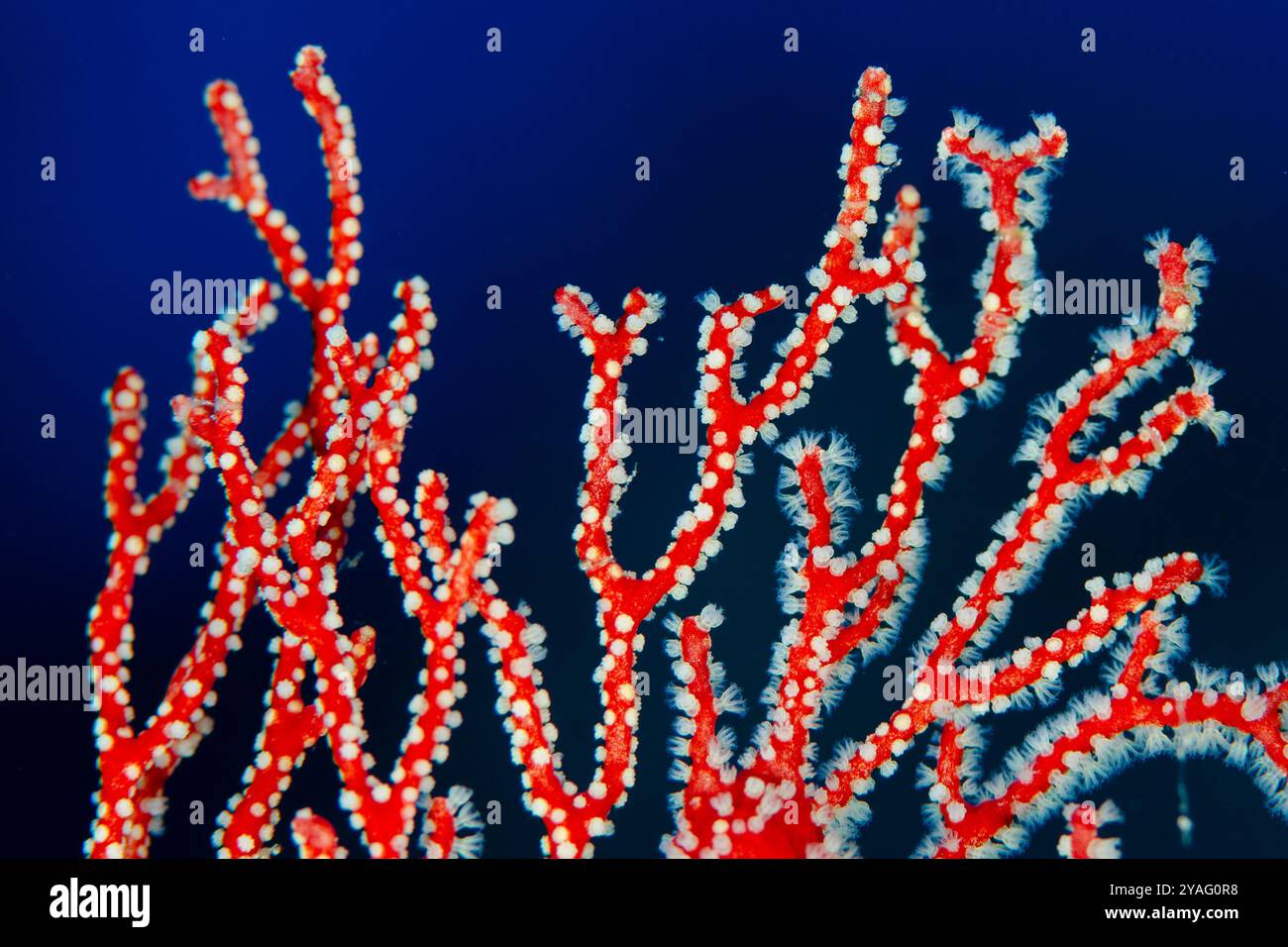 Ventilatore del Mar dei Coralli, Melithaea sp, con polipi, sito di immersioni Romeo, Wayil Island, Misool, Raja Ampat, Papua Occidentale, Indonesia. Foto Stock