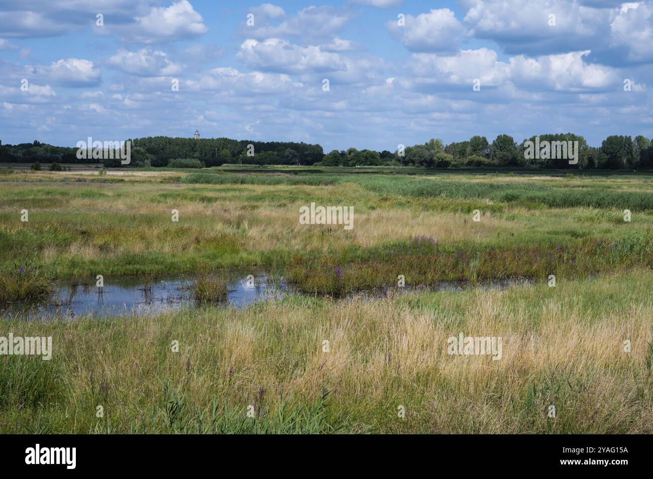 Canne verdi e piante idriche sulle rive del fiume Dyle, Duffel, Anversa, Belgio, Europa Foto Stock