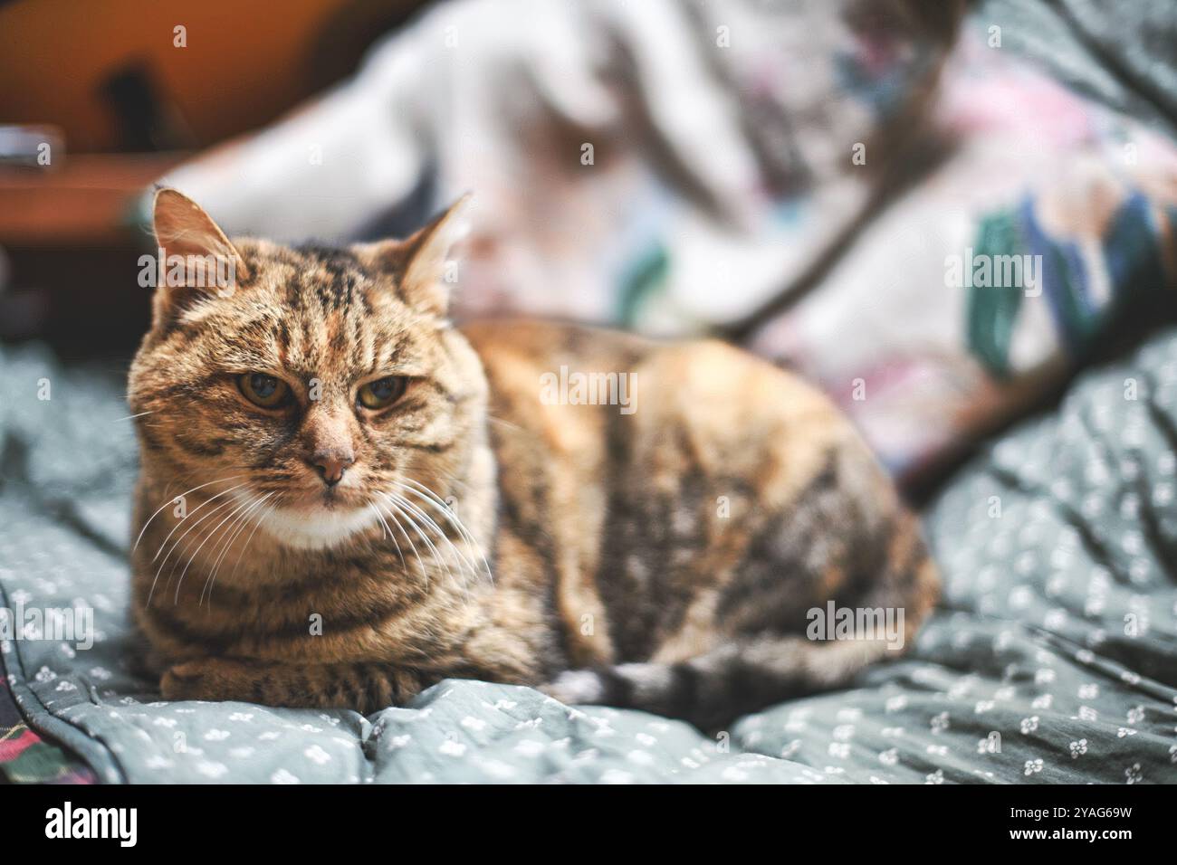 Un gatto marrone seduto sul divano Foto Stock