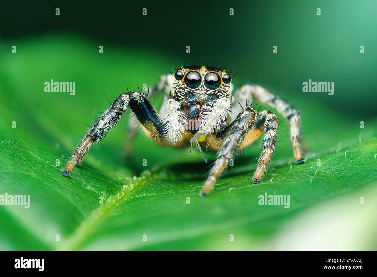 Salta ragno in piedi su una foglia verde in una foto macro-fotografica che sottolinea i suoi grandi occhi. Foto Stock