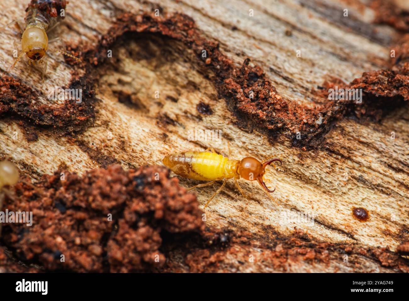 La termite cammina su un pezzo di legno intemprato, creando gallerie e causando danni. Foto Stock