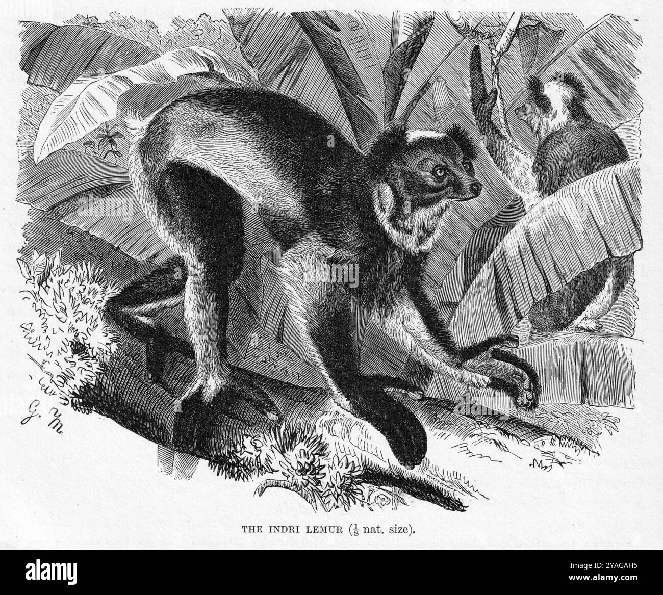 Gustav Mühel (1839-93) - Indri Lemur, Brehms Tierleben. Terzo, stampa rivista. Mammiferi, primo volume. Lipsia e Vienna: Bibliographisches Institut, 1890. Foto Stock