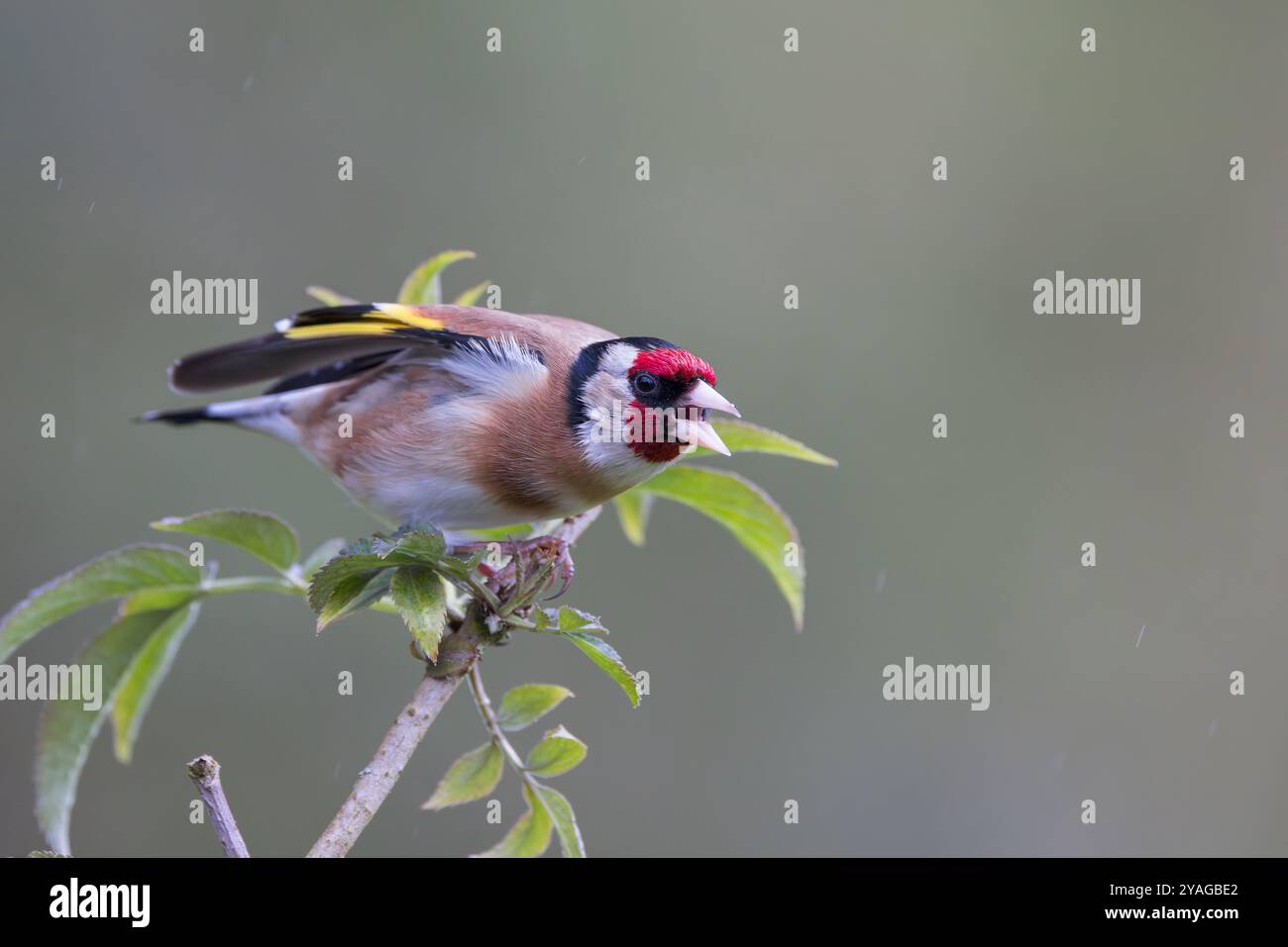 European Goldfinch [ Carduelis carduelis ] che mostra aggressività dal ramo verde Foto Stock