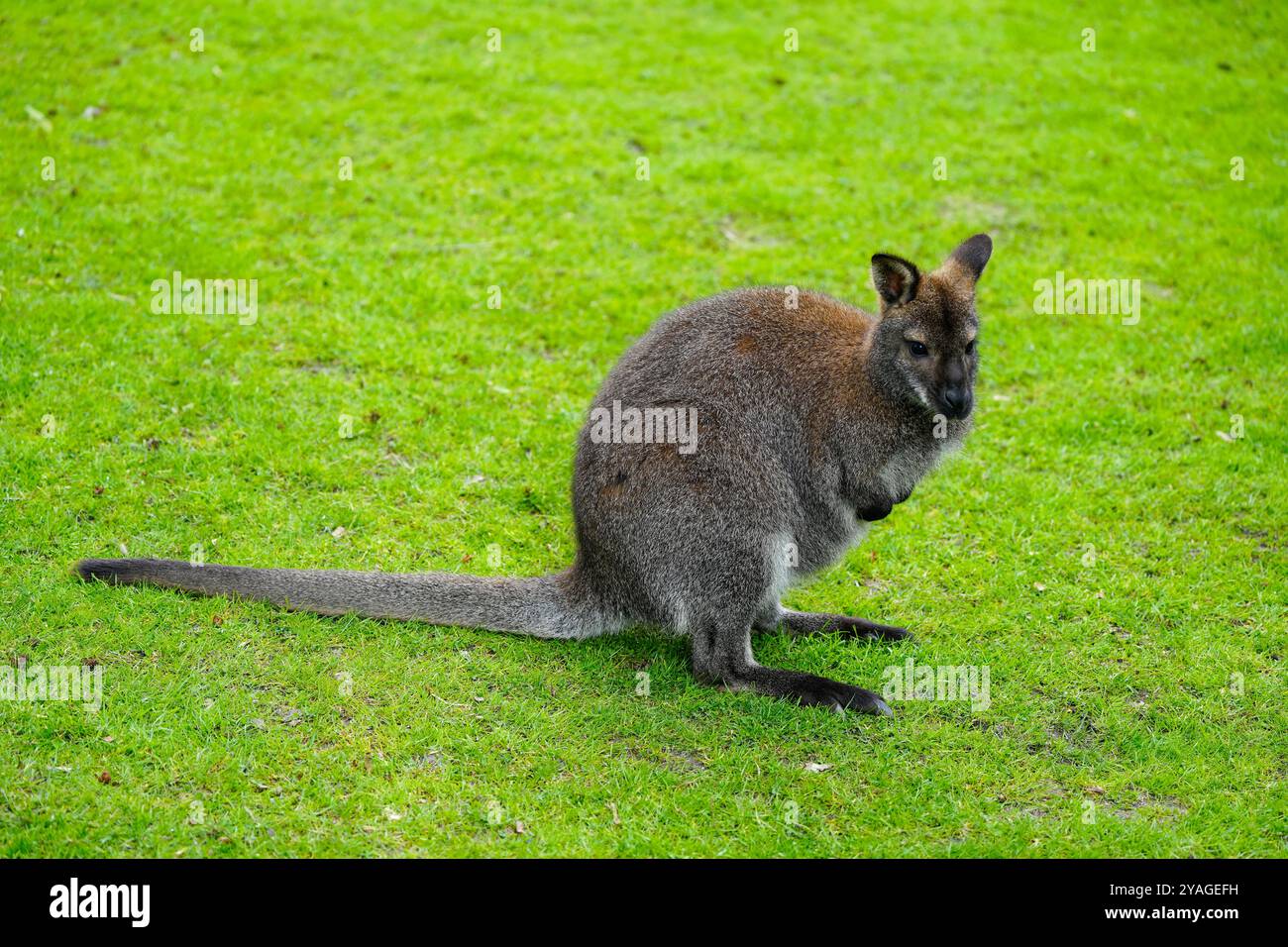 Ritratto di un canguro Bennett. Notamacropus rufogriseus. Wallaby con panna rossa. Foto Stock
