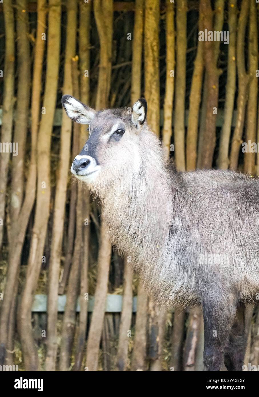 Ritratto di una donna Defassa waterbuck. Kobus defassa. Foto Stock
