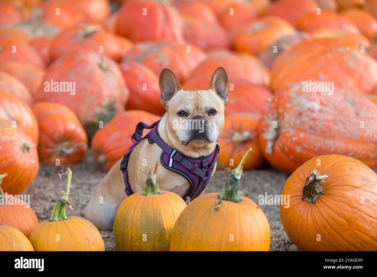 Maschio Bulldog francese di 8 anni seduto in una toppa di zucca. Foto Stock