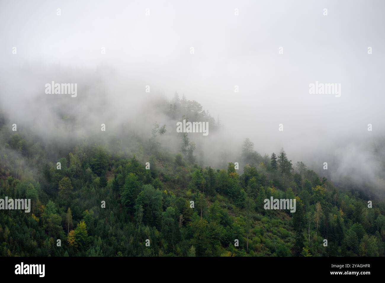 Montagne alpine ricoperte di foreste nella nebbia mattutina. Foto Stock