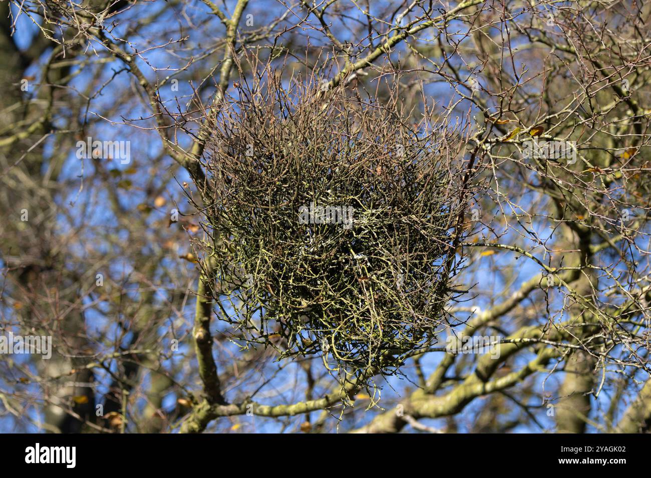 La scopa delle streghe può assomigliare a uno scoiattolo o a un nido di uccelli, in realtà è un fungo parassita che induce gall. Sono specifici per Silver Birch Foto Stock