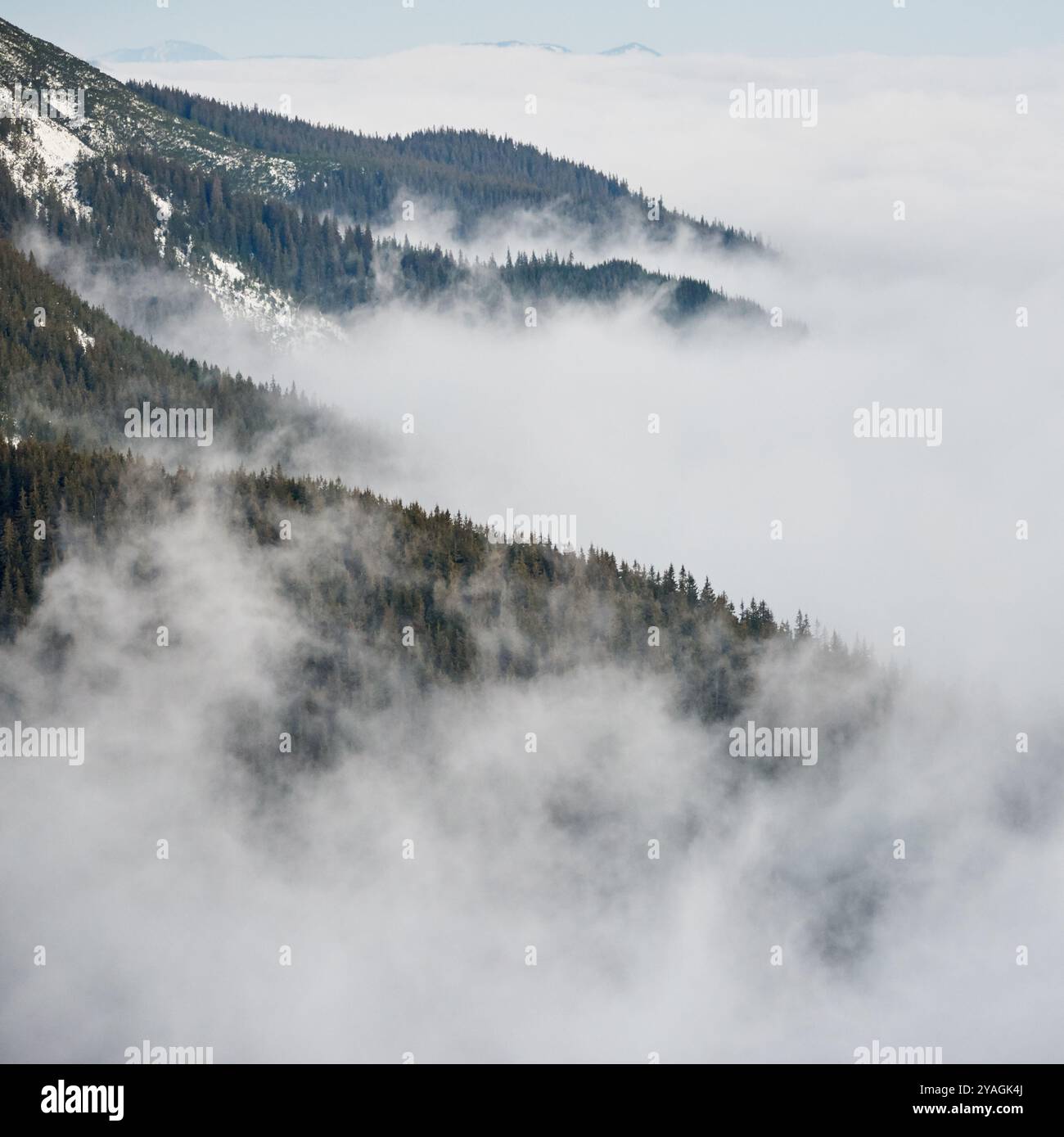 Paesaggio montano ricoperto da uno spesso strato di nebbia. Le vette della foresta Evergreen emergono dalla nebbia, creando una scena mistica e tranquilla. Montagne lontane svaniscono nell'orizzonte coperto da nuvole. Foto Stock