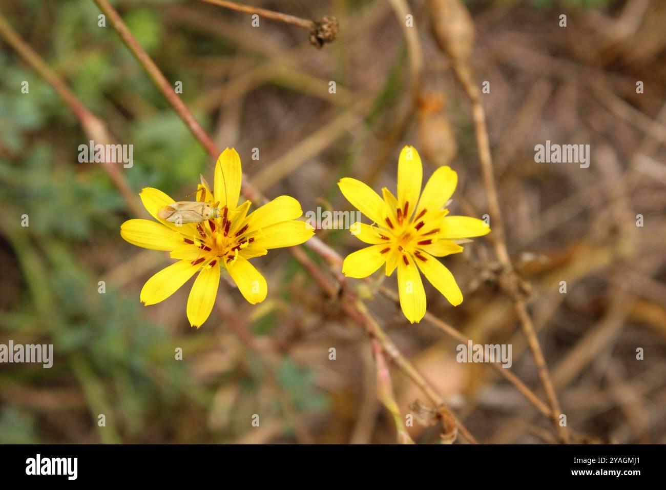 Armonia naturale: Fiori, foglie e insetti nel loro ambiente naturale, che mostrano la bellezza e la diversità della fauna selvatica Foto Stock