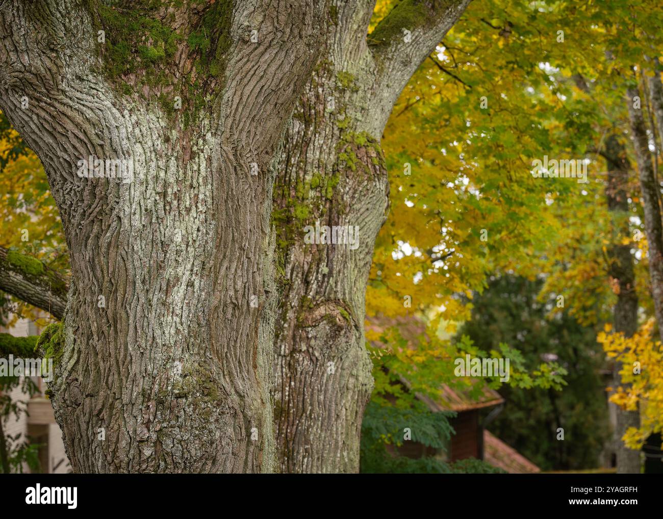Vecchie querce inglesi protette (Quercus robur) nel parco. Due tronchi di quercia con alberi dai colori autunnali sullo sfondo. Foto Stock