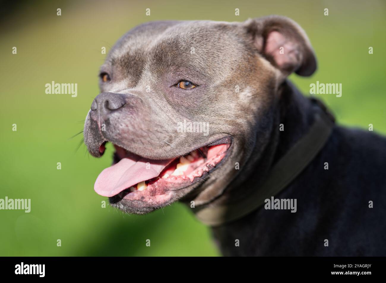 Ritratto ravvicinato dell'inglese Staffordshire Bull Terrier nel giardino. Colpo alla testa di Blue Staffy all'esterno. Foto Stock