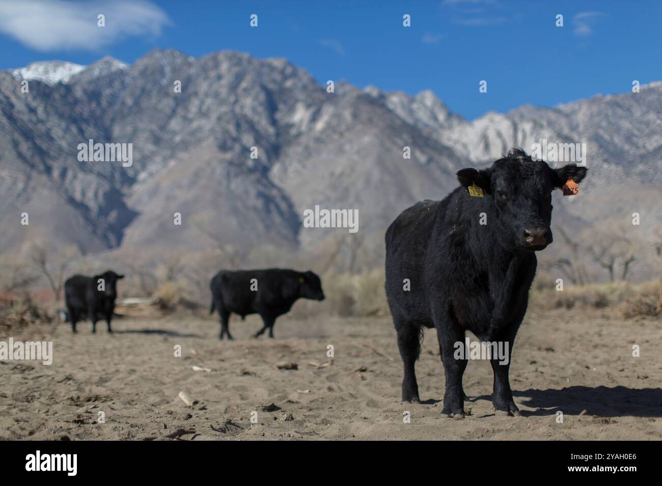 Mucche da Bull in un pascolo a Oulancha, California. Foto Stock