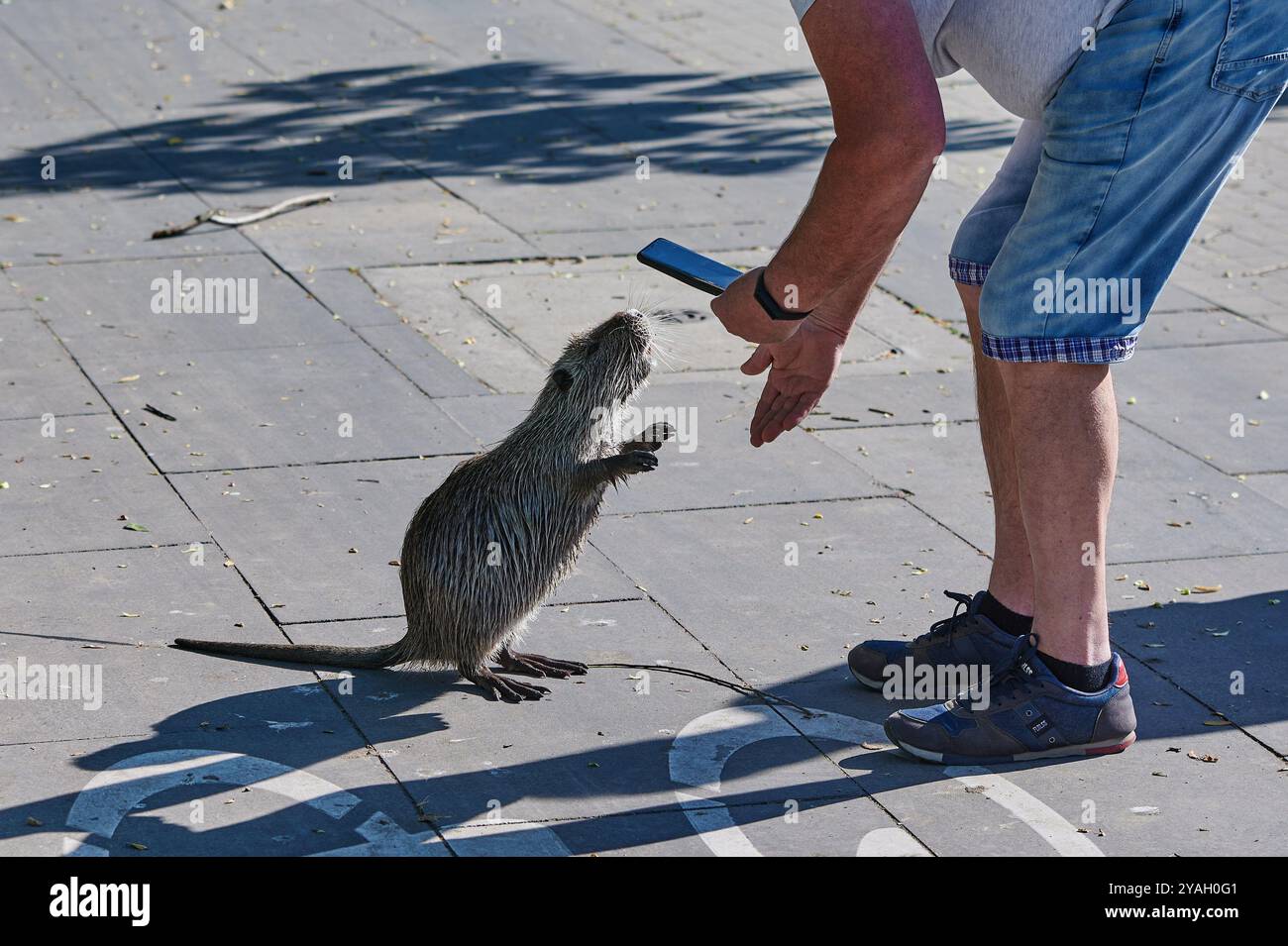 La nutria americana sulla riva del fiume in una bella giornata estiva di sole si erge su due gambe e accoglie un umano, interazione. Foto Stock