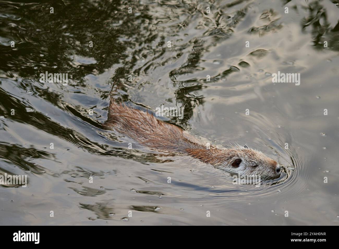 Nutria selvaggia americana che nuota nel fiume Foto Stock