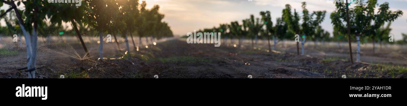 Irrigazione micro sprinkler su ciliegi, Riverdale, CA Foto Stock