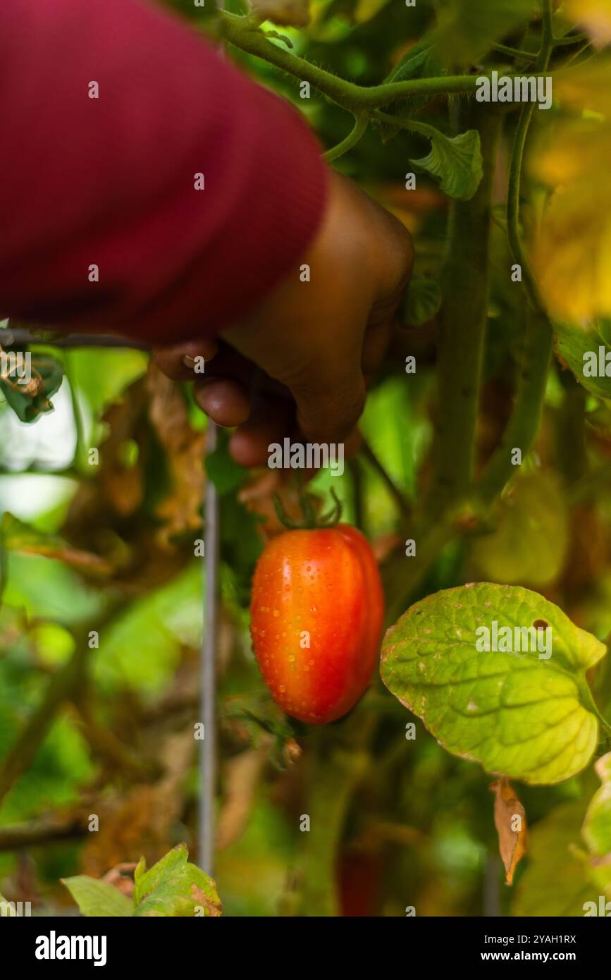 Donne che raccolgono un pomodoro rosso maturo da una vite. Foto Stock