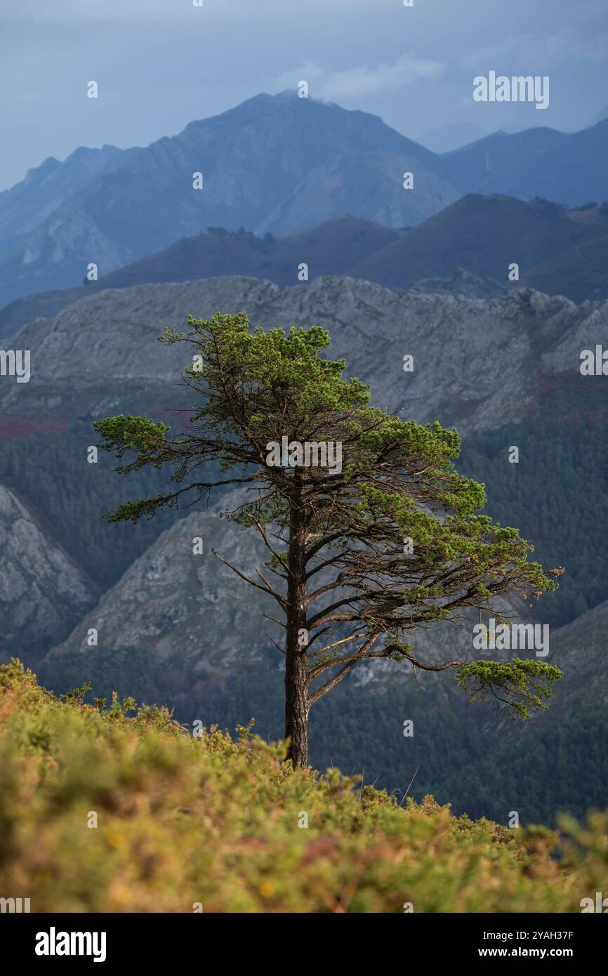 Vista sulle montagne dal Mirador del Fitu, Asturie, Spagna Foto Stock