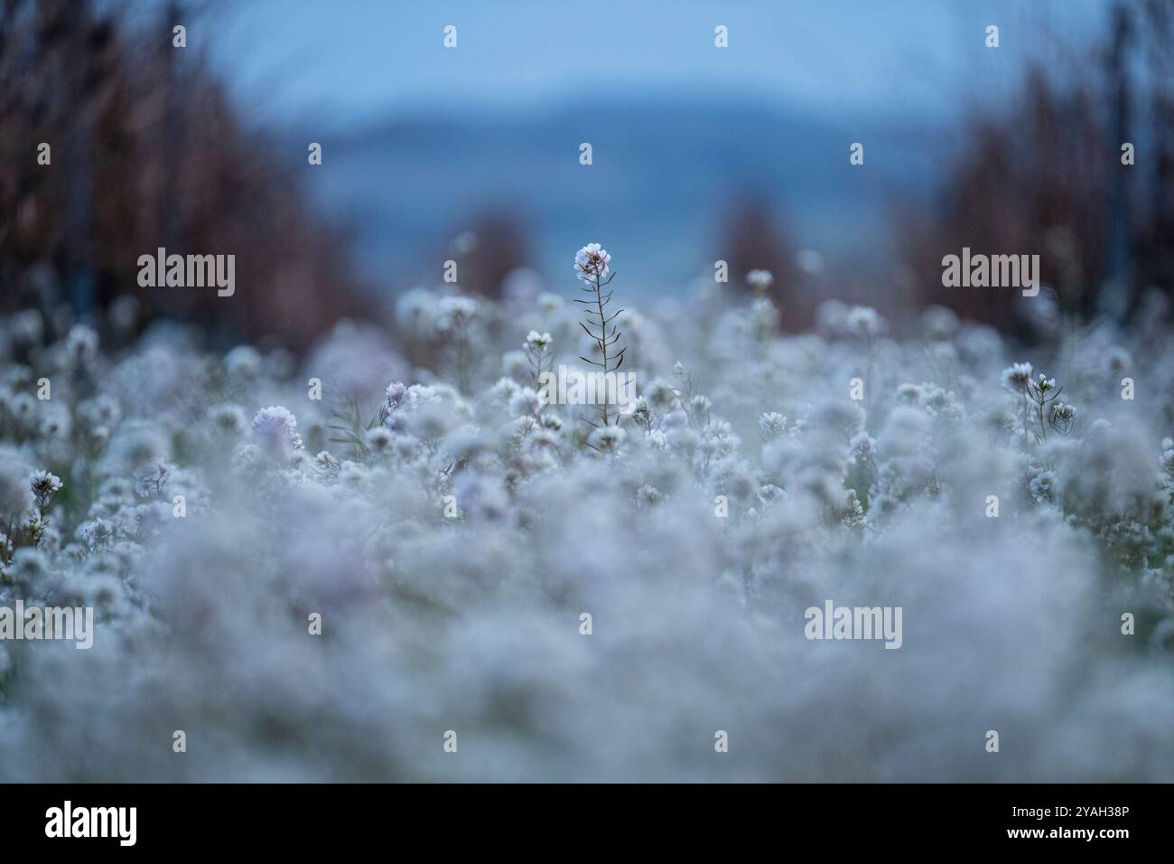 I flussi crescono tra i vigneti dopo le piogge invernali, la Rioja, Spagna Foto Stock