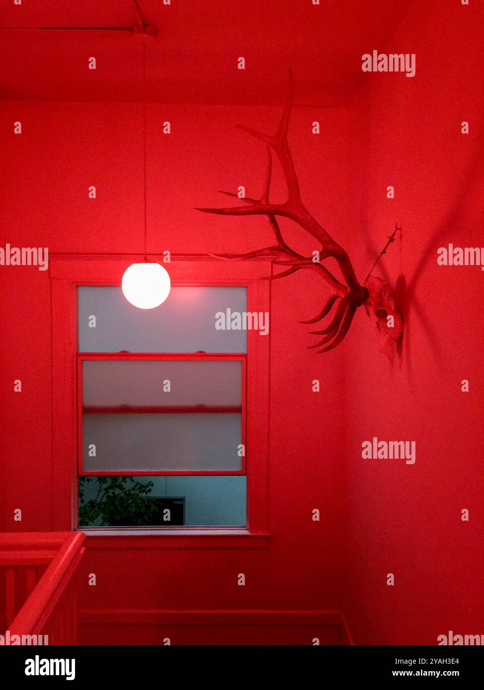 Corna teschio di cervo appesa alla luce nella stanza rossa Foto Stock