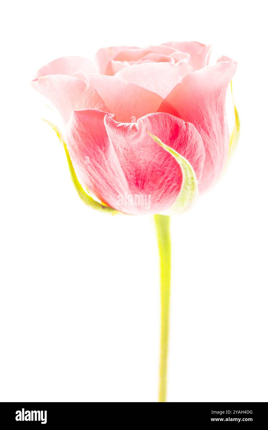 Primo piano di una singola rosa rossa fiorita in fiore. Foto Stock