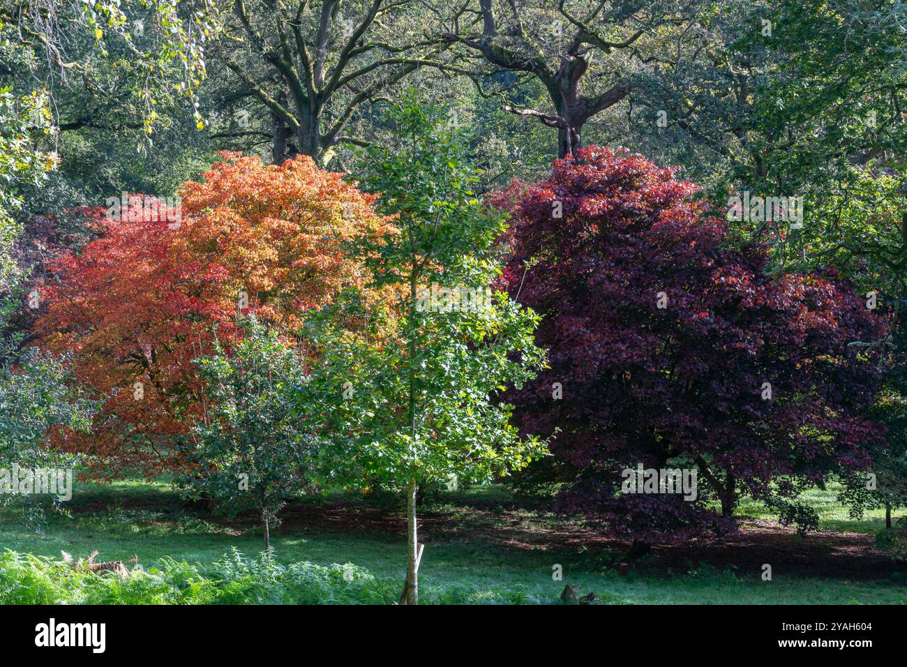 Colori autunnali al Winkworth Arboretum, Surrey, Inghilterra, Regno Unito. Vista dei colorati alberi acer nel mese di ottobre Foto Stock