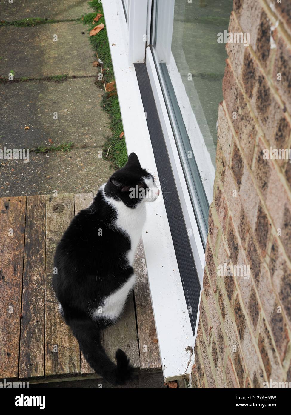 Un gatto bianco e nero sedeva fuori dalla porta in attesa di essere lasciato entrare Foto Stock