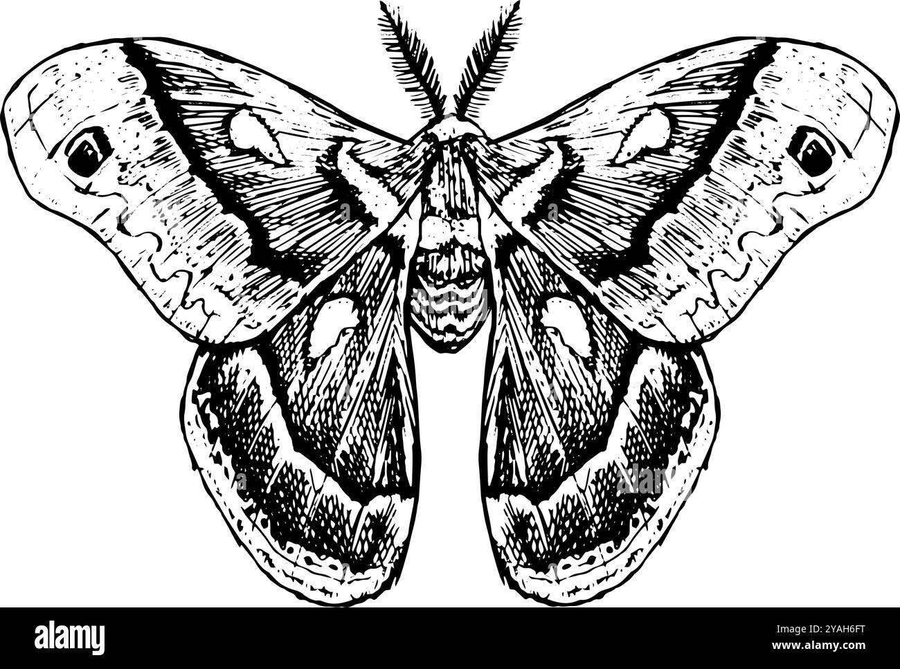 Moth - illustrazione disegnata a mano di insetti in bianco e nero | ispirata a stili vintage, perfetta per la grafica della natura Foto Stock