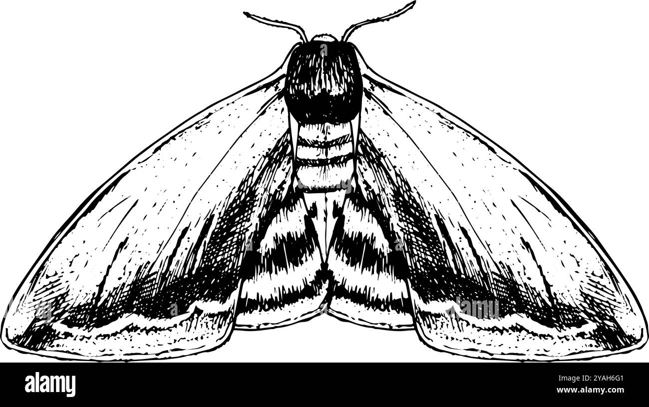 Moth - illustrazione disegnata a mano di insetti in bianco e nero | ispirata a stili vintage, perfetta per la grafica della natura Foto Stock