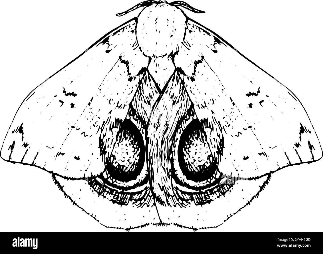 Moth - illustrazione disegnata a mano di insetti in bianco e nero | ispirata a stili vintage, perfetta per la grafica della natura Foto Stock