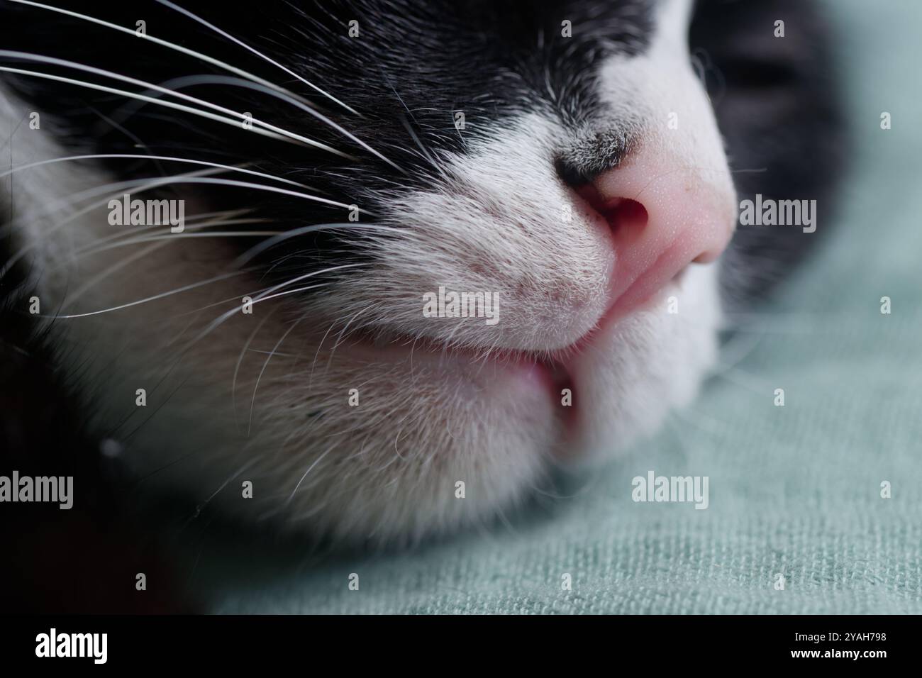 Primo piano di un naso di gatto e Whiskers con Soft Focus Foto Stock