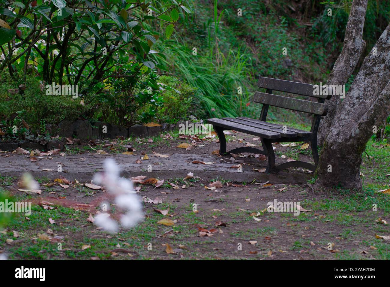 Panca vuota in un giardino tranquillo circondato dalla natura Foto Stock