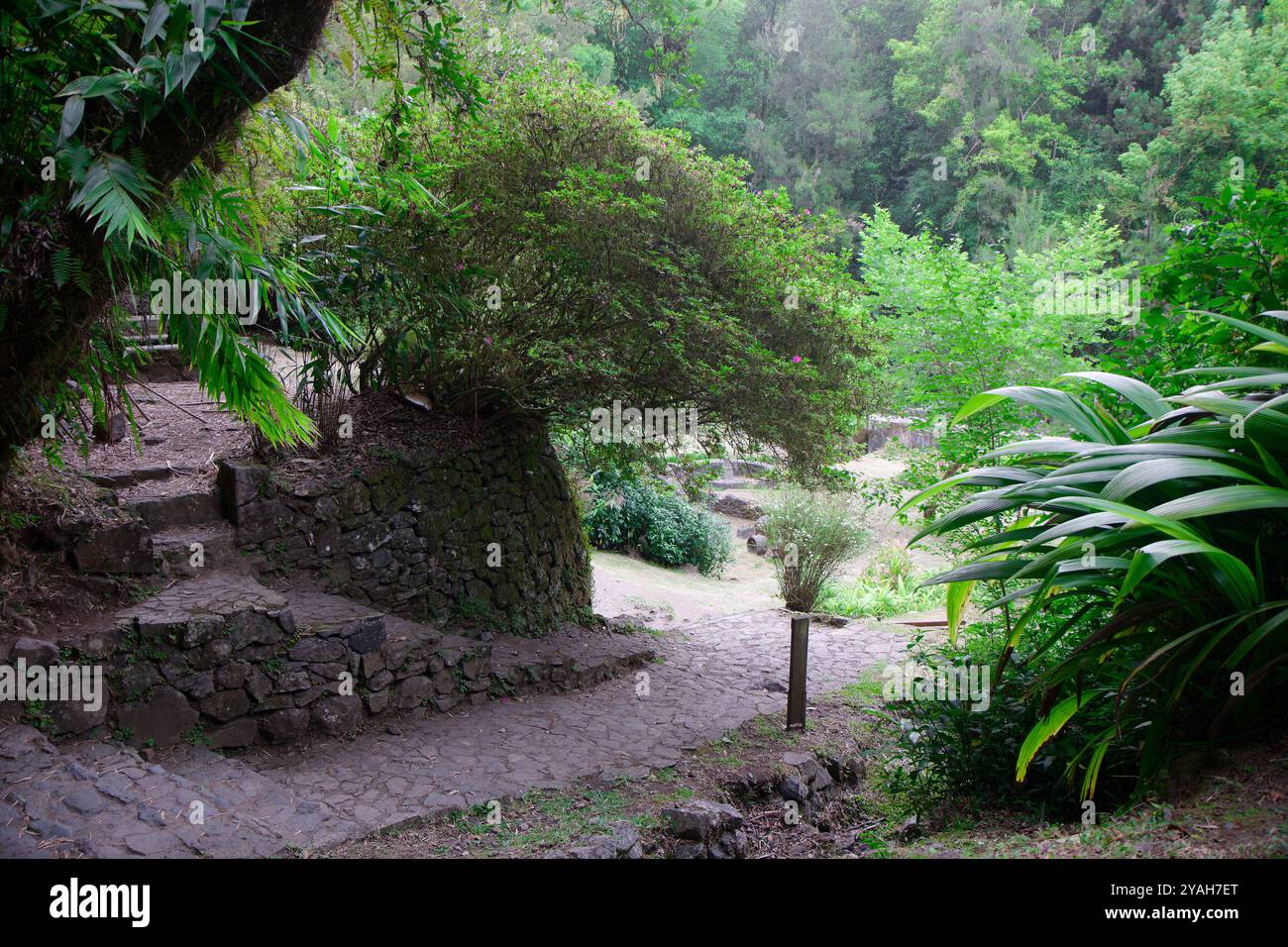 Tranquillo sentiero forestale con lussureggianti foliaggi verdi e scalini di pietra Foto Stock