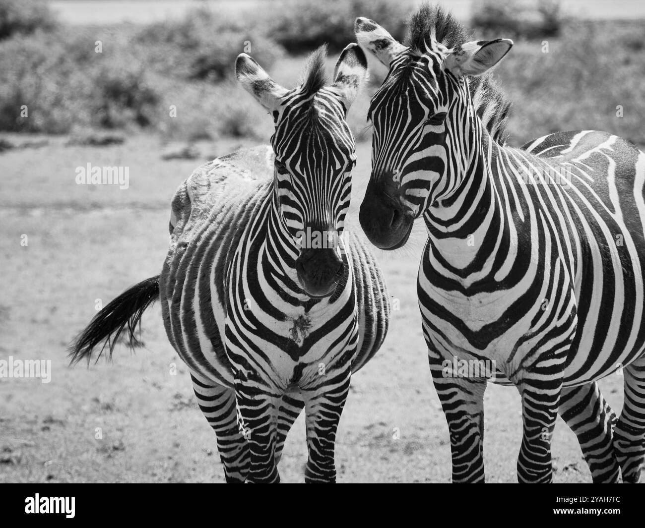 Consente di attivare la zebra verticale a colori in bianco e nero. Foto dal mondo degli animali. Due zebre in natura. Foto Stock