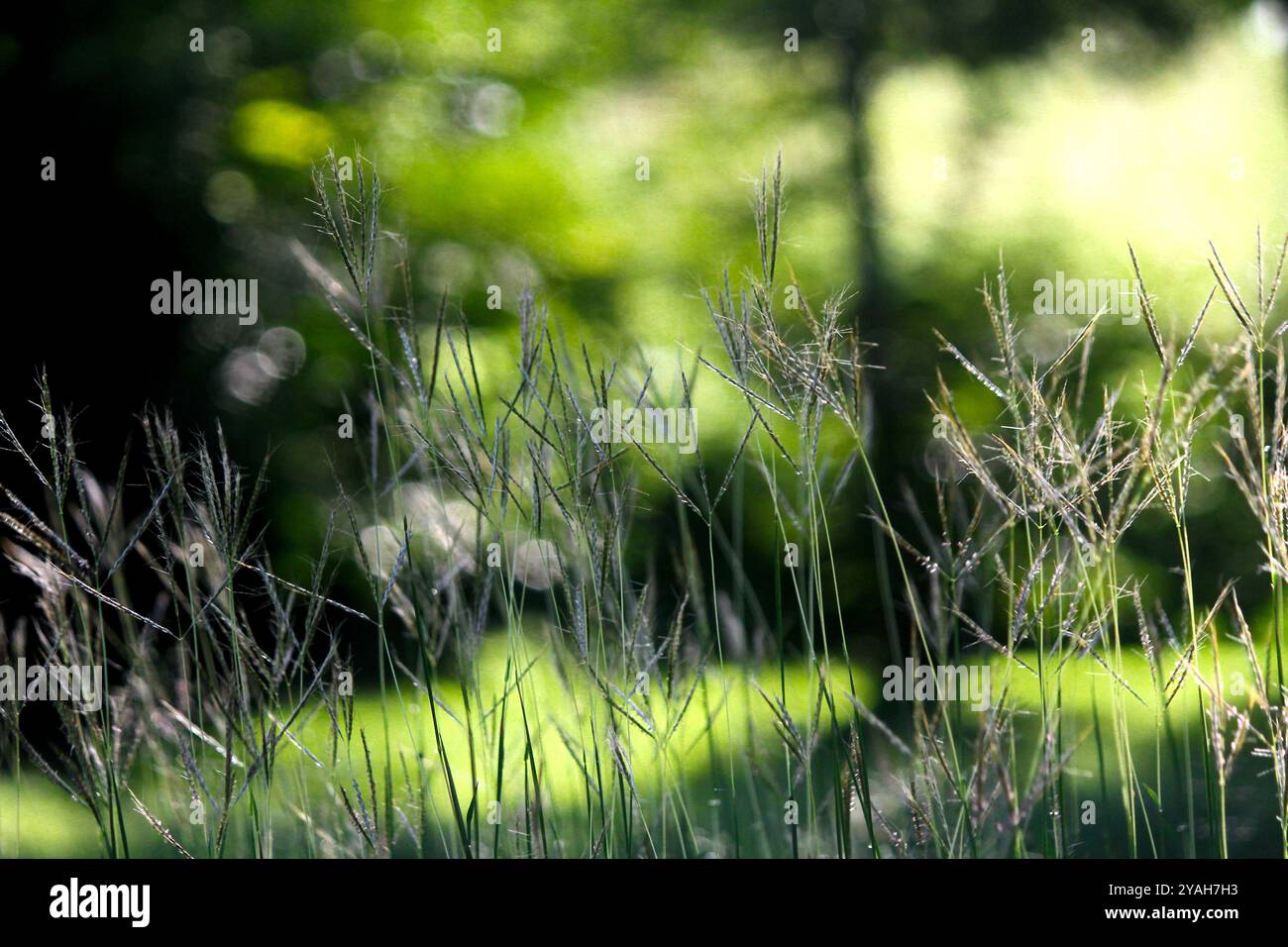 Prati illuminati dal sole in un tranquillo prato con morbido sfondo bokeh Foto Stock